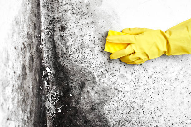 Best Crawl Space Mold Removal  in Franklin, PA