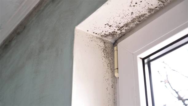 Best Certified Mold Removal  in Franklin, PA