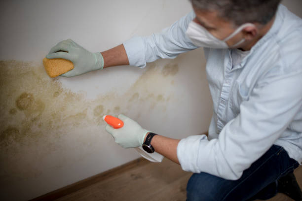 Best Certified Mold Removal  in Franklin, PA