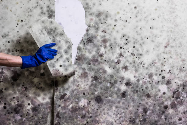 Reliable Franklin, PA Mold Removal Solutions
